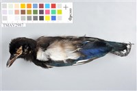 藏品(喜鵲)的圖片